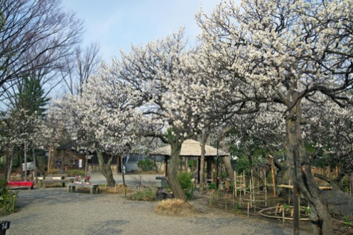Inside view of Mukojima-Hyakkaen Gardens Service Center_2・Computer_3