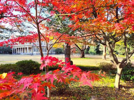 旧岩崎邸庭園サービスセンターの紅葉・pc